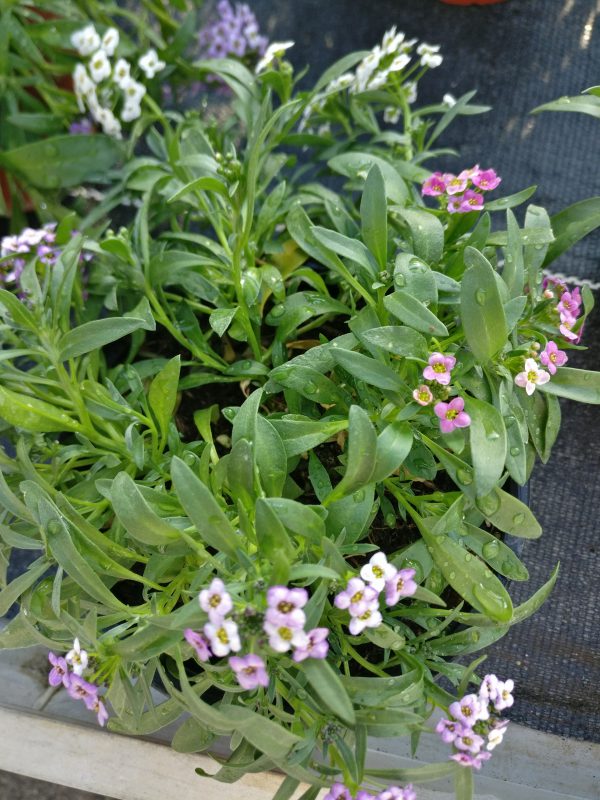 Alyssum trio